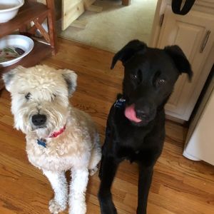 Meet your Posher, Meghan